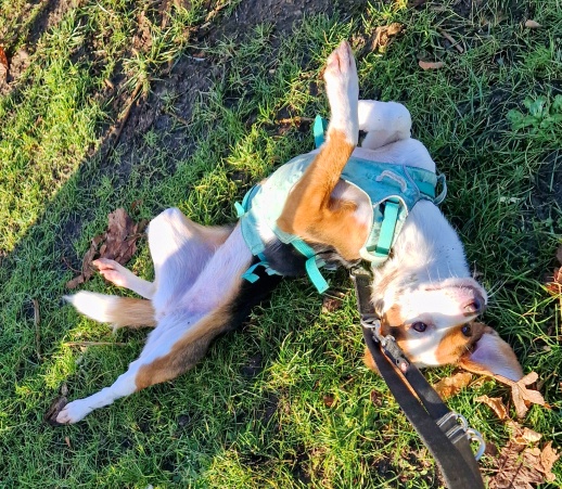 Wann hast du das letzte Mal Tiere in freier Wildbahn beobachtet?